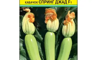 СПРИНГ ДЖАД