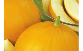 КОЛХОЗНИЦА 749/753