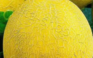 ЗОЛОТИСТАЯ