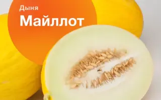 МАЙЛЛОТ