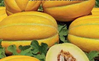 НАША НАДЕЖДА