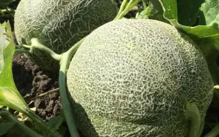 СТАНИСЛАВА