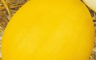 НАСТЕНА СЛАСТЕНА