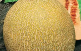 МЕДОВЫЙ СПАС