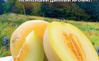 АПЕЛЬСИНКА