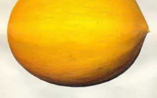 СВИТ ХАРВЕСТ