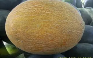 СТРЕЛЬЧАНКА