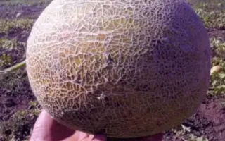 ТЕМРЮЧАНКА