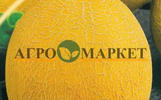 ЗЛАТО СКИФОВ