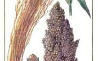 СЛАВЯНСКОЕ УНИВЕРСАЛЬНОЕ