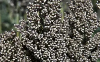 РЖТ АЛИГГАТОР