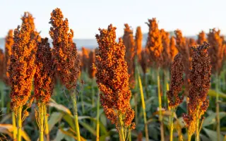 КОРИЧНЕВОЕ 11