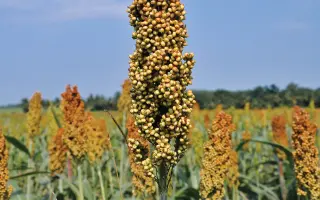 ЗЕРНОГРАДСКОЕ 53