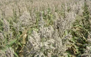 ЗЕРНОГРАДСКОЕ 88