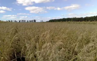 ПЕРСПЕКТИВНЫЙ 1