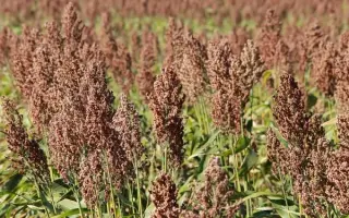 ВОЛЖСКОЕ 615