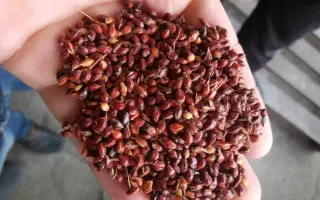 КРАСНЫЙ ЯНТАРЬ