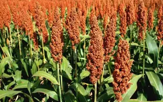 ОРАНЖЕВОЕ 160