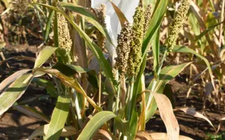 КАМЫШИНСКОЕ 8