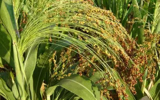 СТАВРОПОЛЬСКОЕ 36