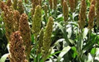 АЛТАЙСКОЕ 1