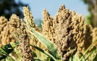 АГРАРНЫЙ 5 F