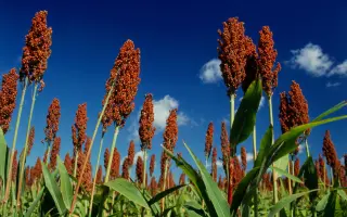 ЗЕРНОГРАДСКИЙ ЯНТАРЬ