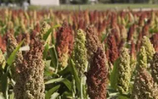 СТАВРОПОЛЬСКОЕ 63