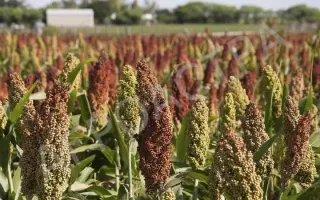 САРАТОВСКОЕ 90