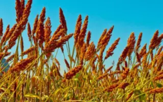 КИНЕЛЬСКОЕ 4