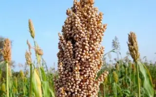 СЕВЕРОКАВКАЗСКИЙ 5