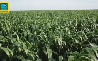 НУТРИТОП СТАР