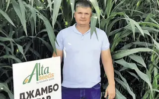 ДЖАМБО СТАР