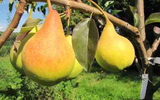 ЗОЛОТИСТАЯ