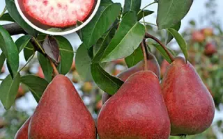 БОРДОВОЧКА