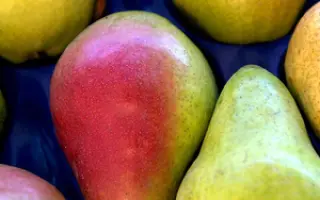 ОЧАРОВАНИЕ ЛЕТА