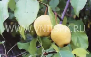 ПАМЯТЬ ГОСЕНЧЕНКО