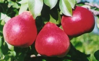 КРАСАВИЦА ТАВРИДЫ