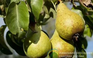 ВИТЧИЗНЯНА