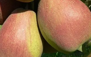 ИЗЮМИНКА КРЫМА