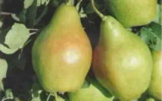 НОЯБРЬСКАЯ МОЛДАВИИ