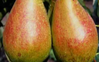 ТАВРИЧЕСКАЯ