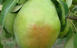 ИЗУМРУДНАЯ