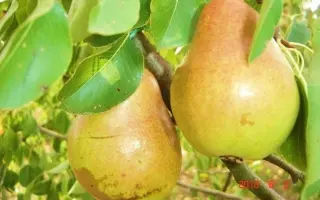 ГВАРДЕЙСКАЯ ЗИМНЯЯ