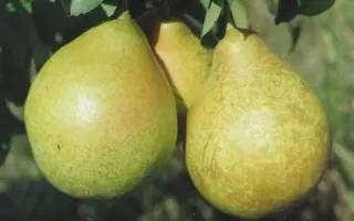 НОВОСАДОВСКАЯ