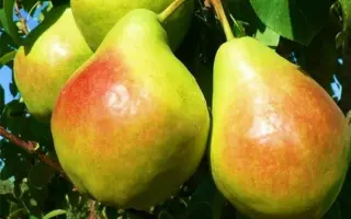 ЯКИМОВСКАЯ