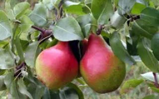 НАДЕЖДА СТЕПИ