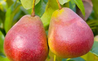 РОЗОВЫЙ БОЧОНОК