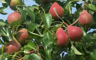 АЛЕКСАНДРА