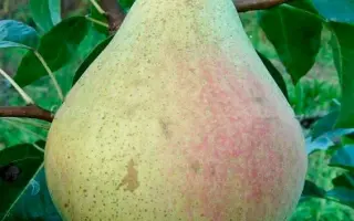 МАРШАЛ ЖУКОВ